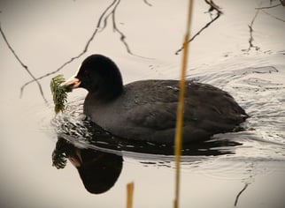 Blässhuhn, fulica atra, Foto: ©Bstribrny