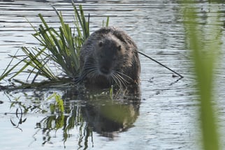 Nutria, myocastor coypus, Foto: ©KBenedickt