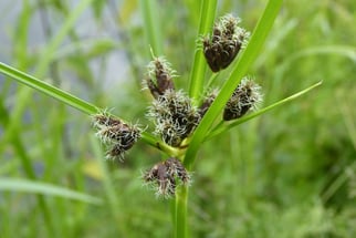 Gewöhnliche Strand-Simse, bolboschoenus maritimus agg, Foto: ©KBenedickt