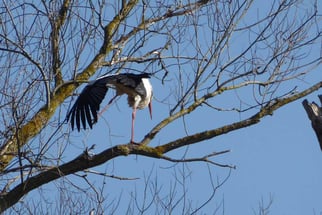 Weißstorch, ciconia ciconuia, Foto: ©KBenedickt