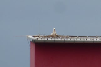 Weisstorch, cigonia cigonia, Foto: ©KBenedickt.