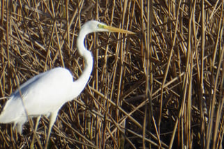 Silberreiher, ardea alba, Foto: ©KBenedickt