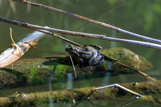 Seefrosch, pelophylax ridibundus, Foto: ©MStoerch