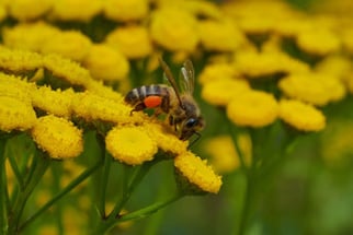  Foto: Honigbiene auf Rainfarn, Stefan Kress / NABU Stuttgart