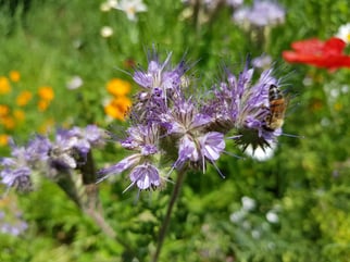 Foto:  Phacelia mit Wildbiene, G. Maas