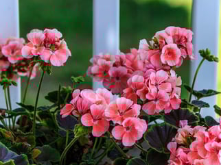 Geranie (pixyba/James DeMers)