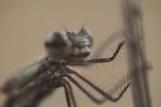 Beine der kleinen Binsenjungfer (Kleinlibelle)