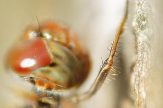 Beine der Heidelibelle (Großlibelle)