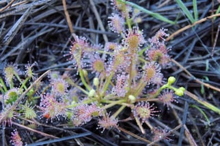 Foto: (H. Bergjürgen)