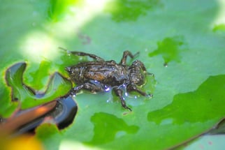 Vierflecklarve (Großlibellenlarve)