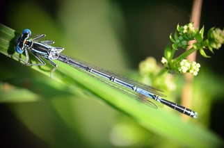 Gefärbte blaue Federlibelle .