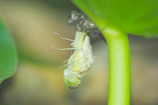 schlüpfende Heidelibelle