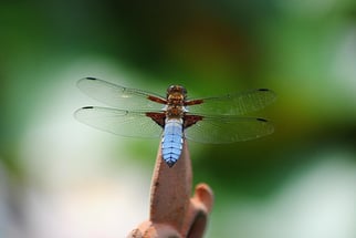 männlicher Plattbauch (Großlibelle)