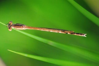 weibliche Winterlibelle (Kleinlibelle)