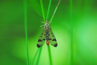 Skorpionsfliege