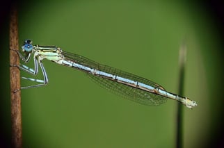 Bei diesem Weibchen sieht man eine weitere Farbvariante. Blaue Augen und grünlicher Torso.