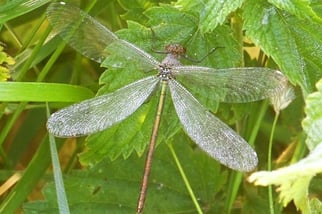 weibliche Gebänderte Prachtlibelle (Kleinlibelle)