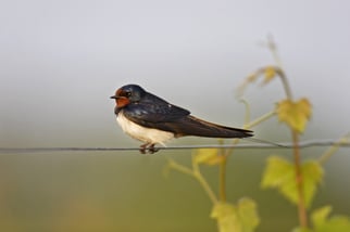 Foto: (NABU/M. Bosch) Rauchschwalbe