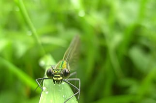 Kleinlibellen: weit auseinanderliegende Augen