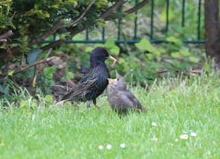 Foto: (NABU/M. Link) Star mit Jungvogel