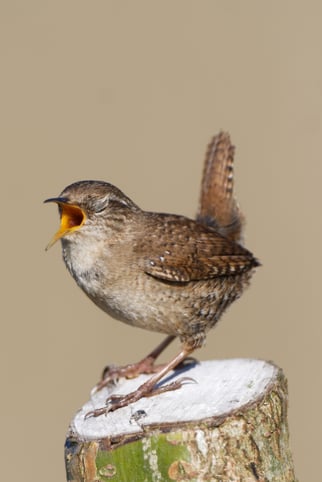 NABU/Hartmut Mletzko