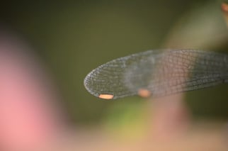 Weidenjungfer - Die Flügelmale der Weidenjungfer sind länglich, rechteckig und hellbraun.