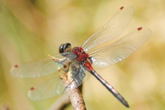 männliche Nordische Moosjungfer (Großliblle)