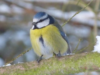 Foto: (F. Geilen) Blaumeise