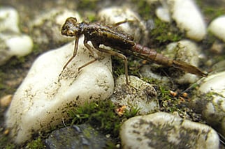 Larve der frühen Adonislibelle