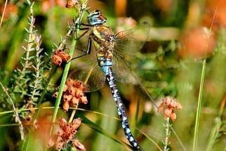 männliche Mosaikjungfer