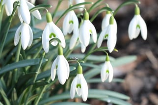 Schneeglöckchen (NABU/ D. Bellmer)