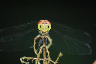 Großlibellen: eng beieinander liegende große Augen