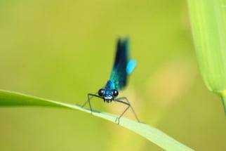 Gebänderte Prachtlibelle