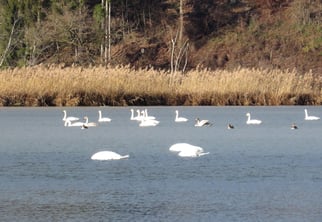 Singschwäne am Lech