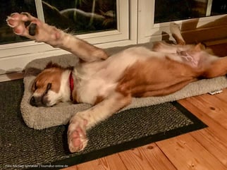 Adi von den Nuthewiesen, ein Österreichischer Pinscher Welpe, schläft entspannt auf dem Rücken.