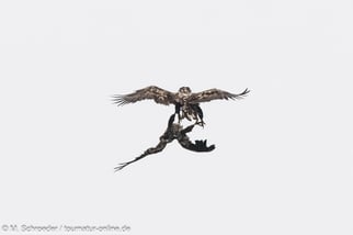 Seeadler bei waghalsigen Flugmanövern