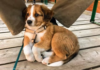 Der Österreichische Pinscher. Unser Welpe "Adi von den Nuthewiesen" wird sozialisiert. 