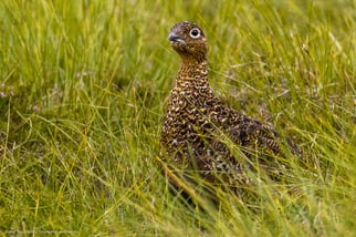 Schottisches Moorschneehuhn