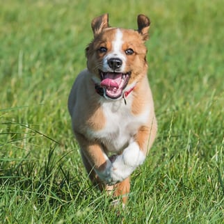 Österreichischer Pinscher als Welpe:  Adi von den Nuthewiesen.