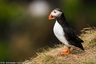 Papageitaucher in Schottland beobachten und fotografieren