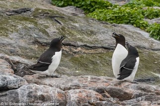 Tordalk beobachten und Fotografieren