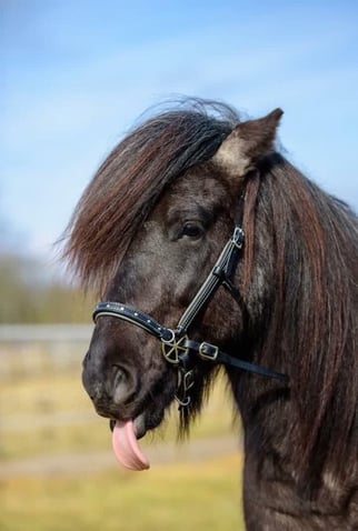 Isländer mit Hackamore-Zaum mit "Glücksrädern"
