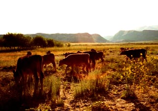 auch die Kühe strebten heim in den Stall