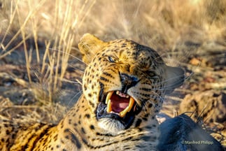 Leopard, Namibia
