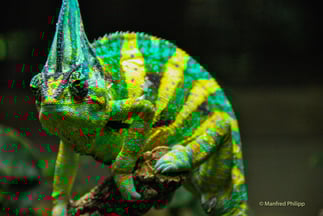 Chamäleon