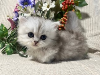 ミヌエット　仔猫　販売　京都　長毛