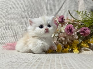 ミヌエット　仔猫　販売　京都　長毛