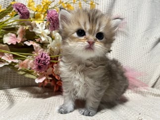 ミヌエット　仔猫　販売　京都　長毛