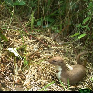 Mauswiesel, Foto: David Stille