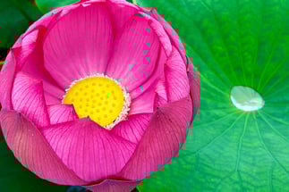 熟香®︎ロータス・熟香®︎マナ・熟香®︎ローズ